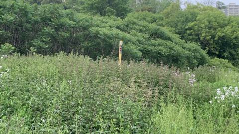 DV old trax - IMG_1271.jpeg