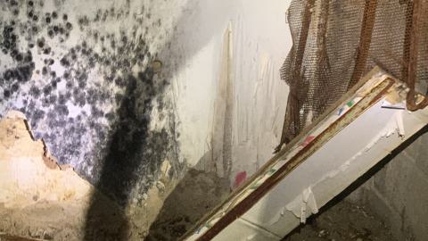 Spore Supreme - IMG_2332.jpeg