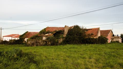 spike weed casa photo 2