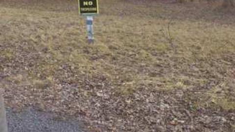 3 Birds 1 Stone. - Three-Beauties20.jpg