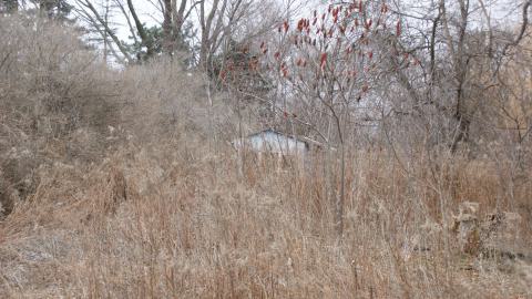 Little Bungalow On Kingston (February 2024) - 2014-02-01 008.JPG