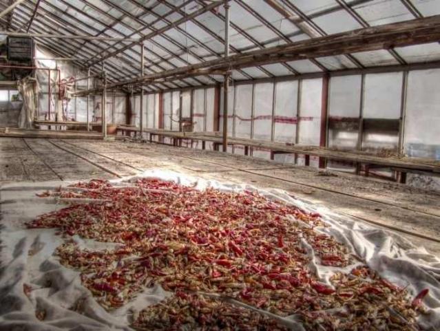 Punjabi Farm - Brampton, Ontario