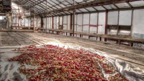 Punjabi Farm - Brampton, Ontario