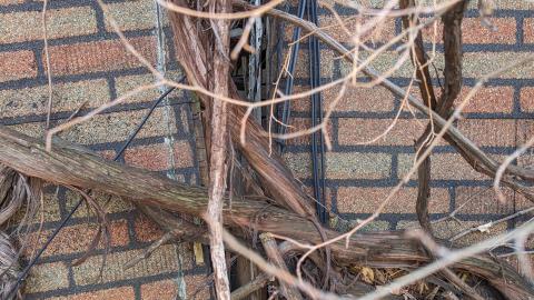 On the verge of collapse - PXL_20240209_150354103.jpg