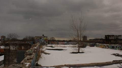 Post-Snowstorm Linseed (February 2024) - IMG_8765.jpeg