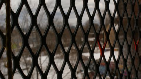 Post-Snowstorm Linseed (February 2024) - IMG_8739.jpeg