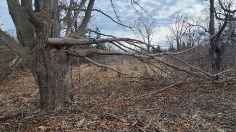 Broken tree by entrance from Clarke Road