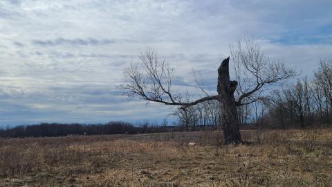 Creepy dead tree