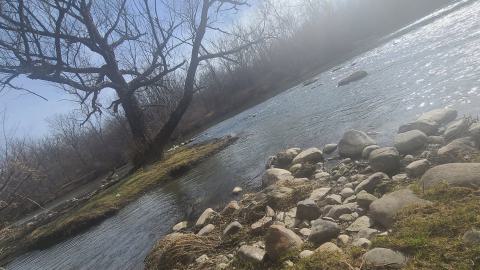 The island tree again