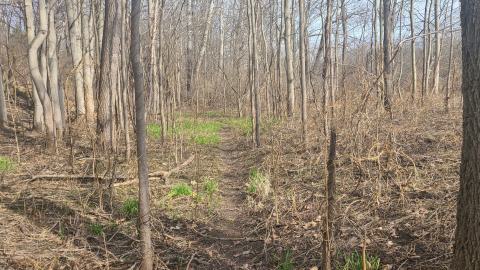 Trail by the river
