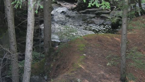 The stream and forest