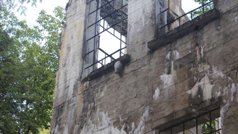 Wasp nest under the window