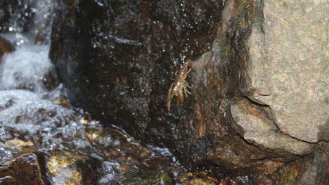 Cray fish in the water