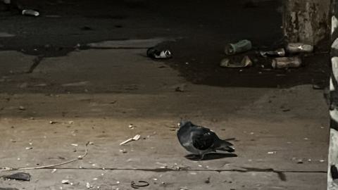 Linseed 2024 - IMG_1090.jpeg