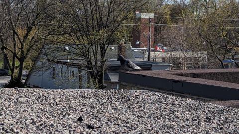 Up to the rooftops - PXL_20240426_213404295.jpg