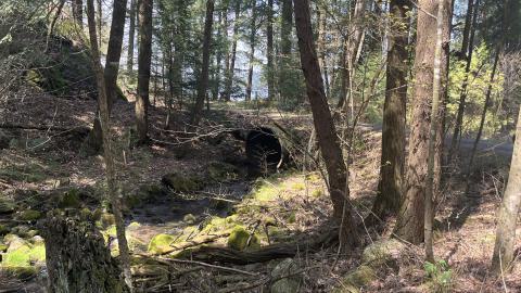 Cottage Reconstructed? - IMG_6782.jpeg