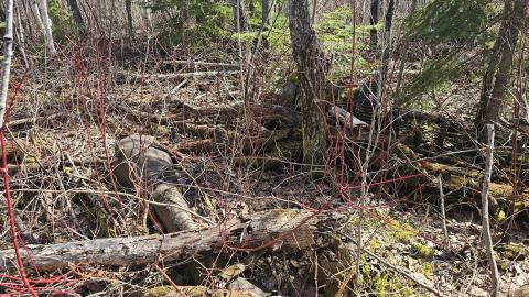 Twindyke Mine - 20240505_153719(0).jpg