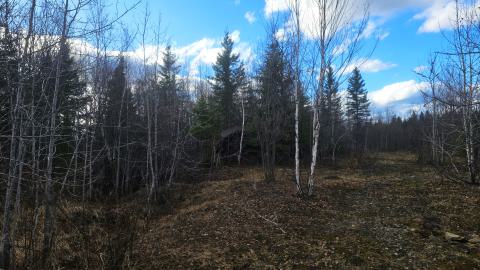 A beaver's paradise - 20240505_182744.jpg