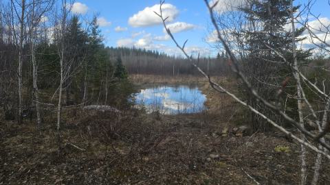 A beaver swamp to the west of the pit