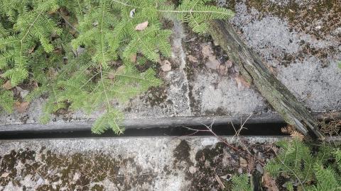 A beaver's paradise - 20240505_182943.jpg