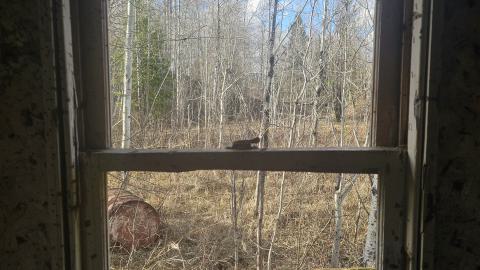 Photo from A beaver's paradise