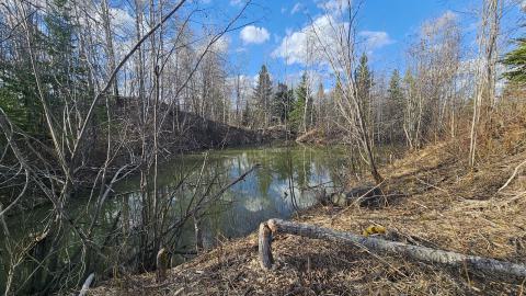 A manmade pond, now inhabited by beavers