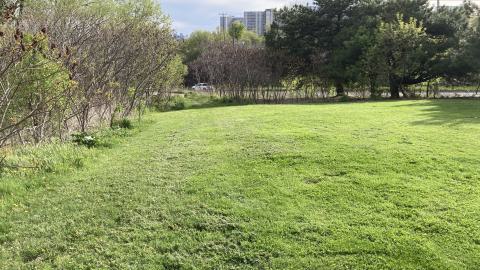 In The Don - IMG_2079.jpeg