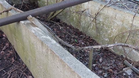 Foliage-Filled Foundations - North Dumfries, Ontario