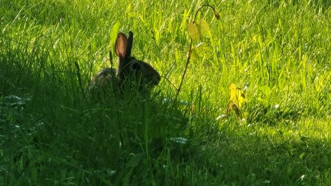 Heron-Dandie House - 20240525_190909.jpg