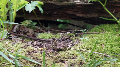 South end bridge edge