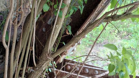 Under the bridge north #1