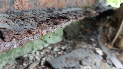 Photo from Nith River Bridge