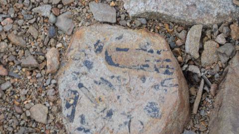 Fossils all over the beach