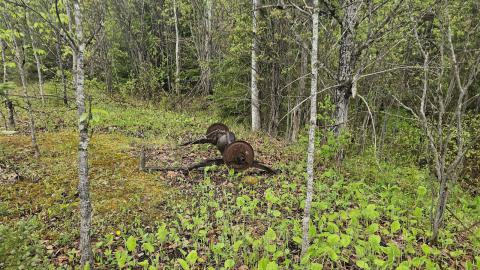 Ghost Town of Stevens in 2024 - 20240601_160014.jpg