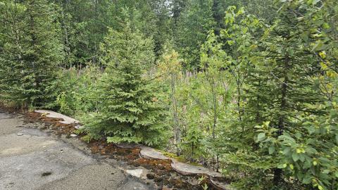 Ghost Town of Joutel - 20240626_105713.jpg