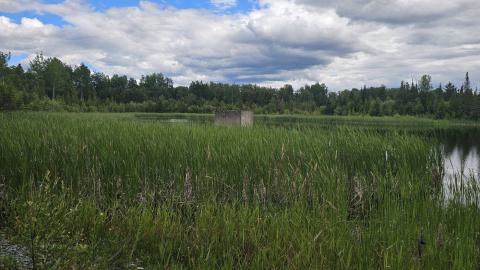 Langmuir Mine - A tower in the swamp - 20240627_170508.jpg