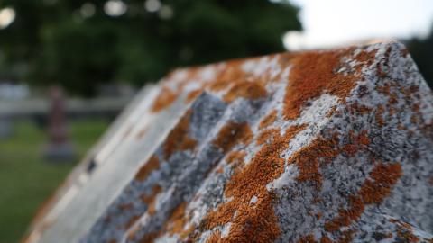 Canada Day - IMG_0250.JPG