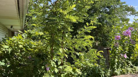 Cool lil House - IMG_9896.jpg