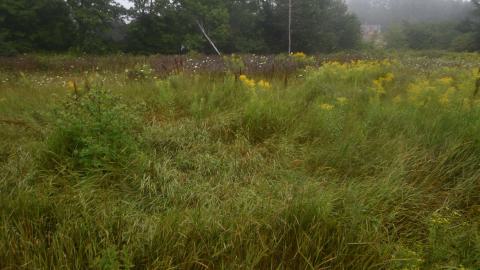 Photo from The field where the Deer Sleep