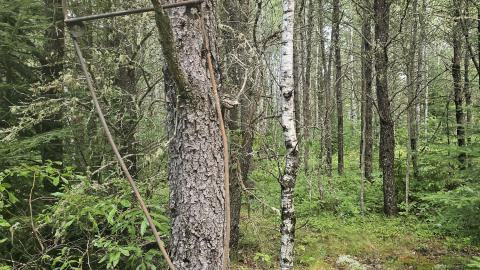 Tophet 2024 - 20240730_133853.jpg