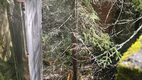 Tophet 2024 - 20240730_134433.jpg