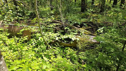 Tophet 2024 - 20240730_134952.jpg