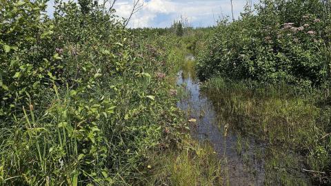 Tophet 2024 - 20240730_140012.jpg