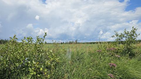 Tophet 2024 - 20240730_140026.jpg