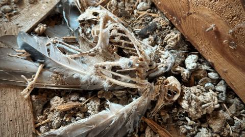 Pigeon Sacrifice - A5A05311-53DE-48A7-9C94-9DF8318E870E.jpeg