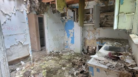 Paint Peeler - 20240805_144827.jpg