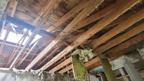 Paint Peeler - 20240805_144938.jpg