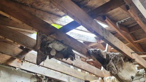 Paint Peeler - 20240805_144915.jpg