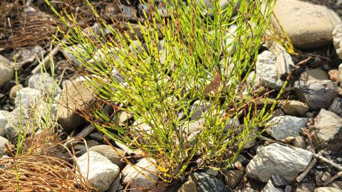 Almost The Whole Thing - 20240806_185201.jpg