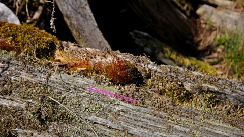 Will I Forever Be Alone.... - MAY 2023 - IMG_5311.JPG